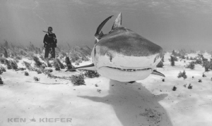 big tigershark coming towards me, with my wife observing ... by Ken Kiefer 